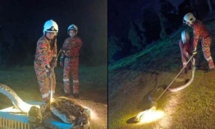 Hoảng hồn phát hiện trăn