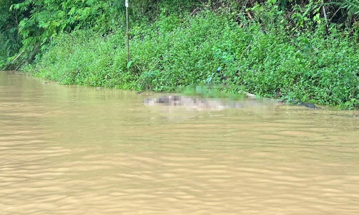 Xác minh danh tính 2 thi thể trôi trên dòng nước lũ ở Nghệ An