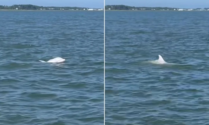 Phát hiện loài sinh vật 