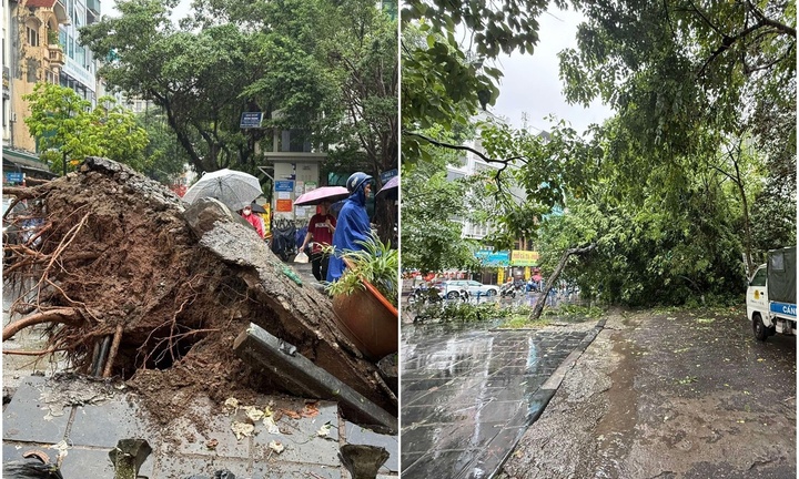 Cây xà cừ cổ thụ bất ngờ bật gốc, đổ đè bẹp 2 ô tô trên phố Trung Kính
