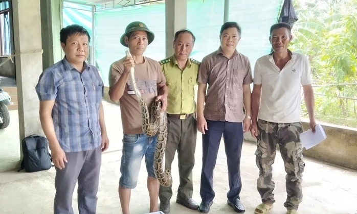 Con vật quý hiếm nặng 7,3kg xuất hiện trong vườn nhà, người dân chủ động bàn giao cho chính quyền