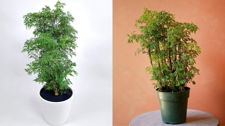 Loại cây rẻ tiền được nhặt ở ngoài đường nay lên đời thành