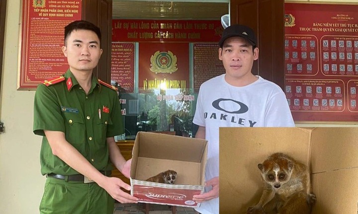 Phát hiện con vật quý hiếm có đôi mắt to vào nhà 