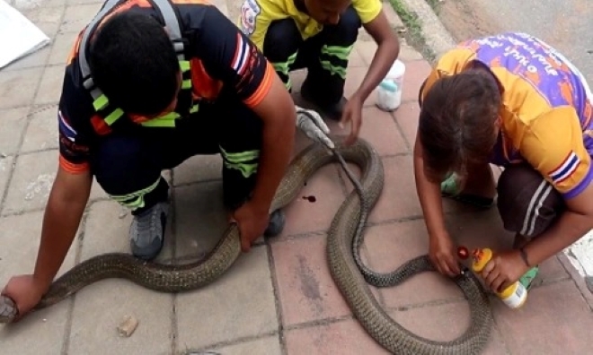 Clip: Bắt sống con rắn hổ mang khổng lồ nặng 10kg trốn dưới tủ quần áo của người dân