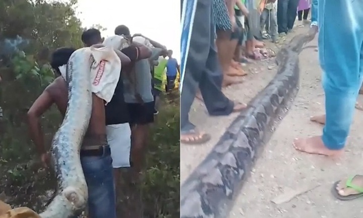 Clip: Trăn khổng lồ dài 8,3m xuất hiện ở vườn ổi, người dân hoảng hốt