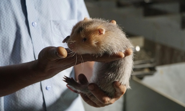 Bỏ nghề xây dựng, lão nông nuôi con 