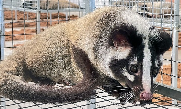 Bỏ nghề thợ xây, người đàn ông Cần Thơ nuôi 