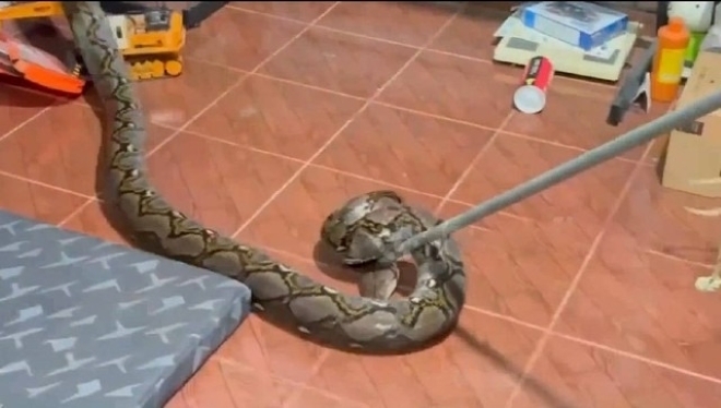 Clip: Bắt sống con trăn 