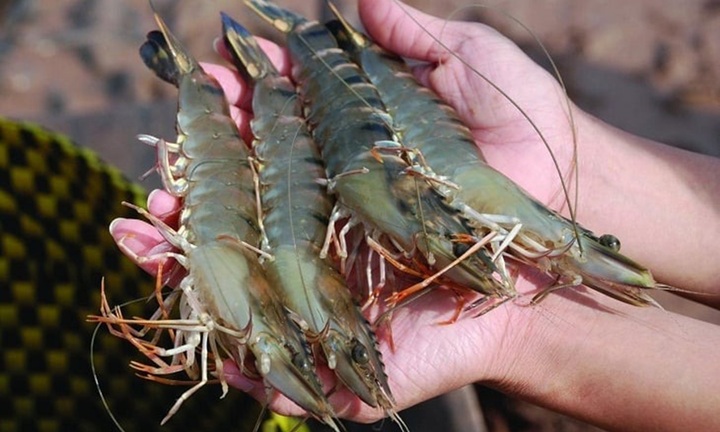 Đi chợ thấy 5 loại tôm này, rẻ đến mấy bà nội chợ cũng không mua, kẻo 