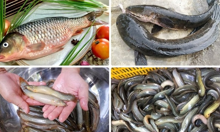 Loại cá rẻ như cho cũng chớ nên mua