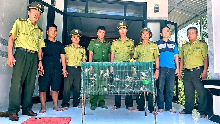 Mua bán trái phép 40 con chim chào mào, một người ở Huế bị lập hồ sơ xử lý