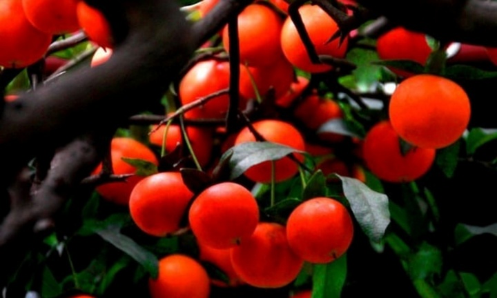 Ngỡ ngàng với vẻ đẹp của cây bonsai hồng cẩm thạch 300 năm, giá gần 900 triệu đồng