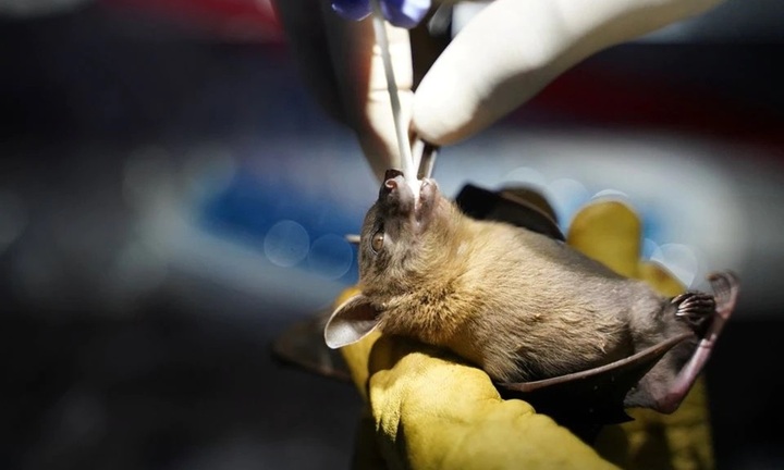 Dịch Ebola mới bùng phát tại Congo, 15 người tử vong, WHO cảnh báo số ca mắc có thể tiếp tục tăng