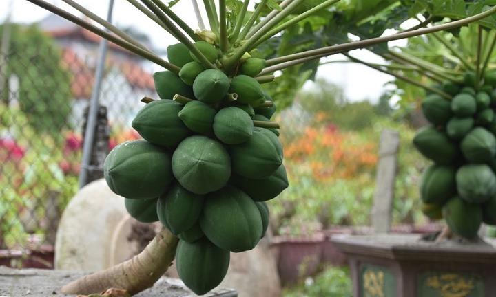 Loại cây ăn quả mọc nhiều ở quê 