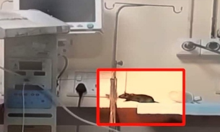 Hai trẻ sơ sinh tử vong sau khi bị chuột cắn tại bệnh viện ở Ấn Độ