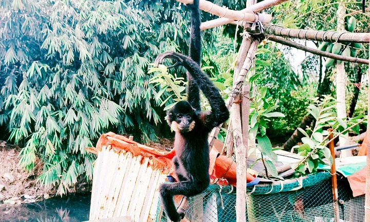 Bắt được con vật quý hiếm, toàn thân đen xì, trên má có 2 nhúm lông vàng hoe thoắt ẩn thoắt hiện ở TP.HCM