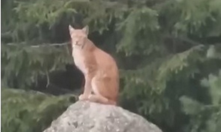 Người phụ nữ bất ngờ chạm mặt linh miêu mẹ cùng đàn con giữa đường mòn