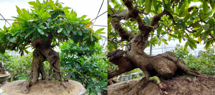 Hô biến gốc mai vàng 