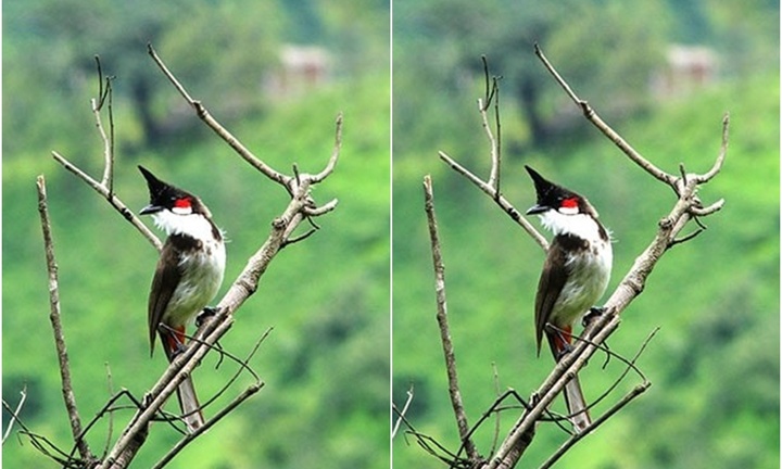 Tin tức thời sự hôm nay (8/9): 136 con chim chào mào bị giấu trên xe khách