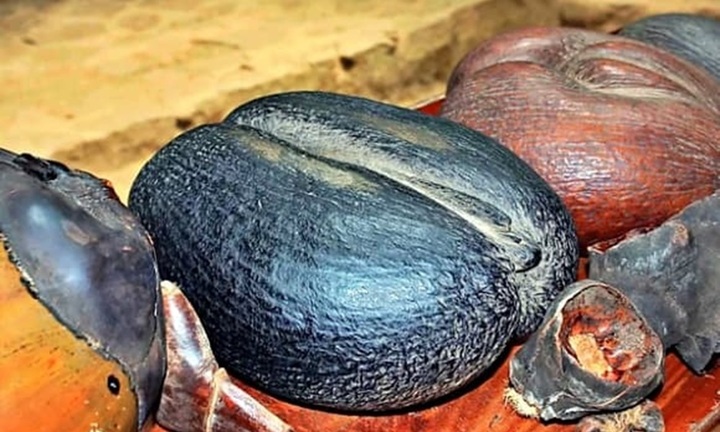 Choáng váng loại cây có hạt hình thù 