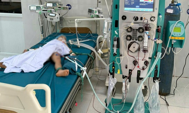 3 trẻ ở Gia Lai bị đàn ong vò vẽ vỡ tổ tấn công, một bé tử vong thương tâm