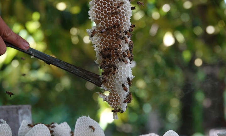 Bỏ việc ổn định, 9X Cần Thơ về quê nuôi con vật chăm chỉ, mỗi tháng thu 2.000 lít mật