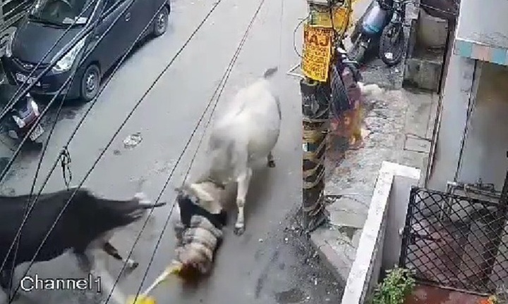 Đang đi bộ trên phố, người đàn ông bị con bò hung dữ tấn công, nhấc lên không trung rồi quật xuống đất