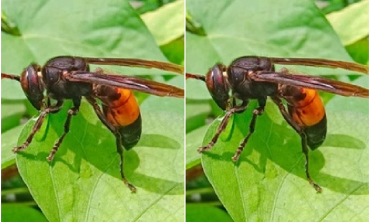 Vụ mẹ tử vong, con cấp cứu khi bị ong đốt ở Cà Mau: Ong vò vẽ nguy hiểm ra sao?