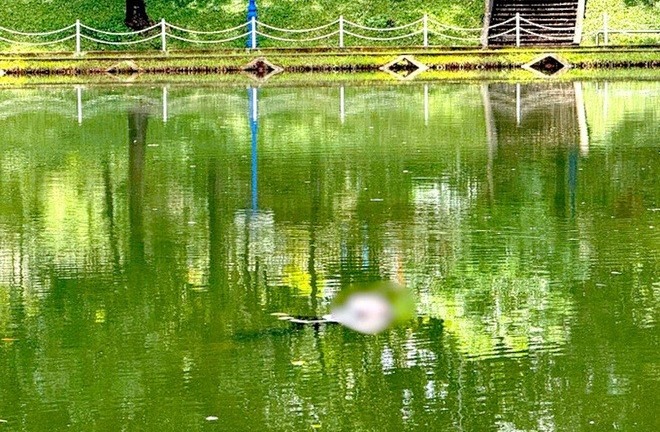 Phát hiện thi thể nam giới xăm hình cá chép, bông sen nổi trên hồ công viên ở Gia Lai