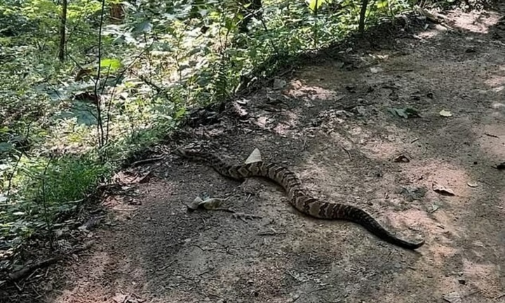 Clip: Rợn người khoảnh khắc con rắn đuôi chuông mập mạp, dài hơn 90 cm, bất ngờ trườn ngang qua lối đi