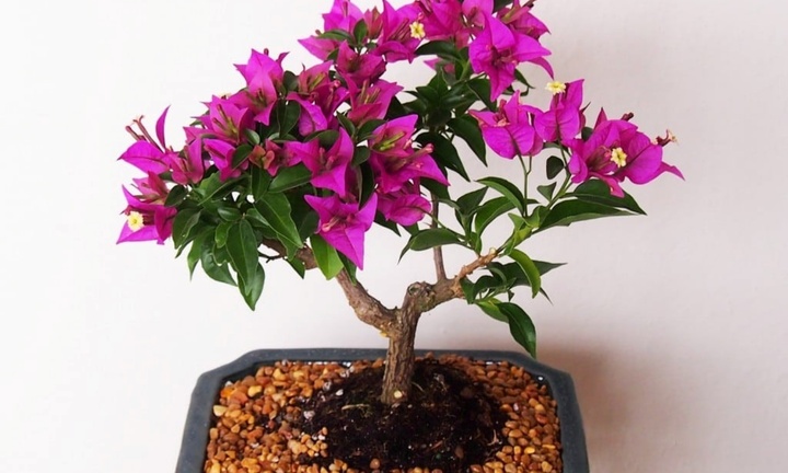 Ngắm nhìn loạt bonsai hoa giấy đẹp hút hồn, giới chơi cây 