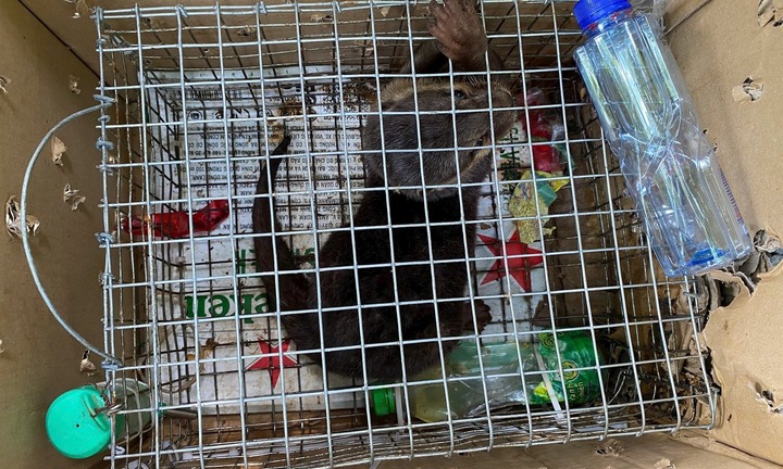 Rái cá vuốt bé vừa được Công an Ninh Bình 