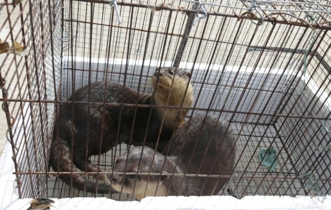 Phát hiện cặp động vật quý hiếm nặng 6kg khi đi làm ruộng, nam thanh niên giao nộp cho công an