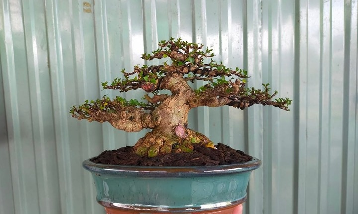Chiêm ngưỡng bonsai mai chiếu thủy lên dáng độc đáo, thu hút mọi sự chú ý