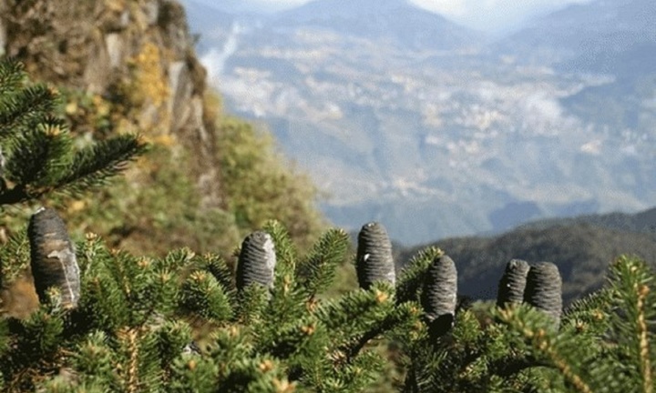 Choáng váng loại cây Việt Nam khiến cả thế giới