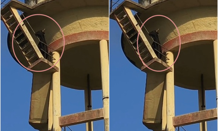 Clip: Kỳ lạ cảnh con bò trèo lên đỉnh bể nước cao 18 mét