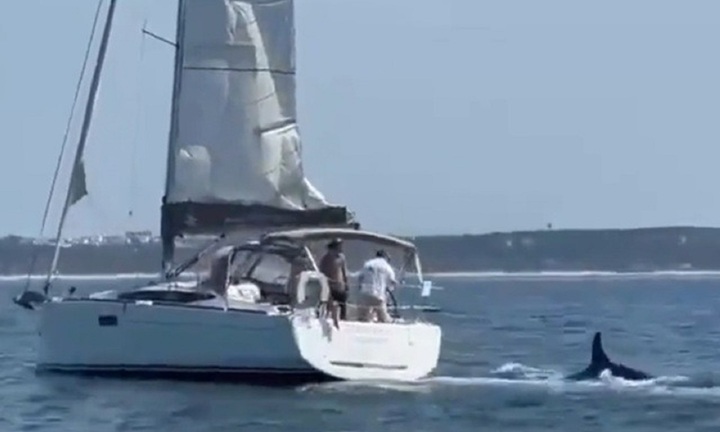Clip: Kinh hãi du thuyền chở 5 người liên tục bị cá voi sát thủ tấn công, đánh chìm ngoài khơi