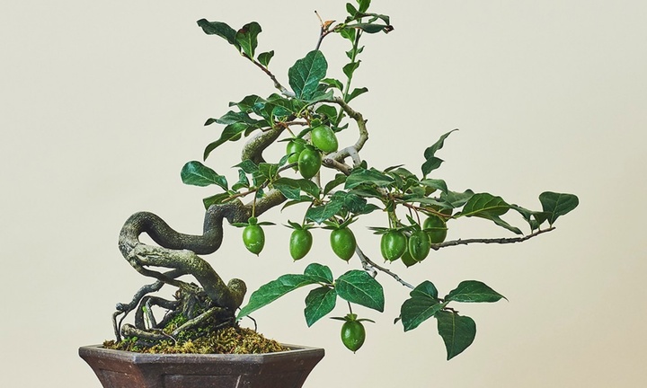 Ngắm nhìn bonsai hồng giòn sở hữu dáng nghệ thuật đỉnh cao, vạn người mê