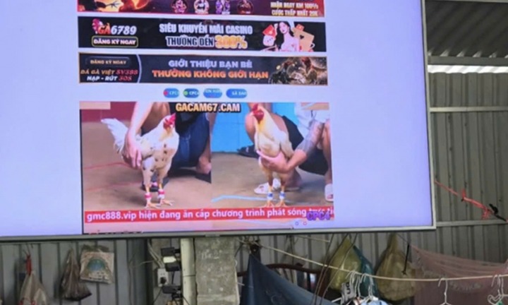 Triệt phá tụ điểm đá gà ăn thua bằng tiền