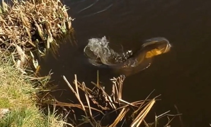 Clip:  Cá chó khổng lồ nhảy thẳng lên bờ, 