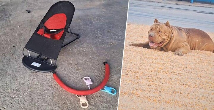 Xót xa: Cùng bố mẹ đi thu gom đồ cũ, bé gái 2 tháng tuổi bị chó Pitbull của chủ nhà cắn tử vong ở Thái Lan