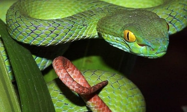 Bị rắn lục xanh cắn, người đàn ông 68 tuổi nhập viện trong đau đớn