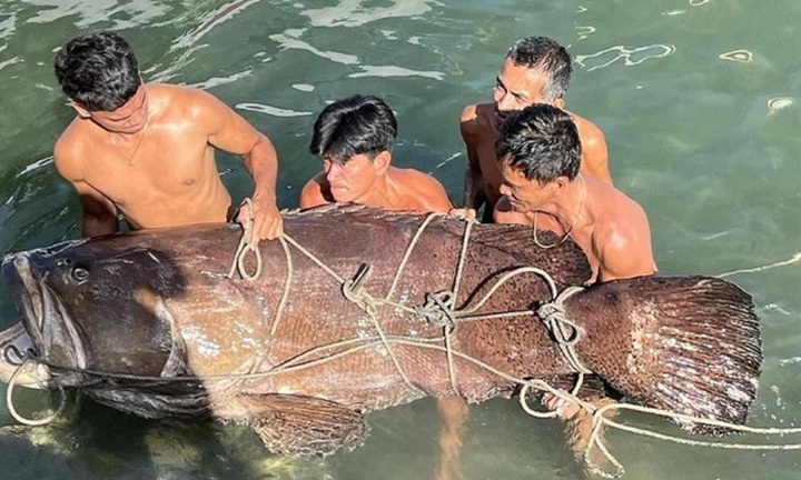 Cận cảnh cá mú khổng lồ dài hơn 2 mét, nặng 150kg, 7 người khiêng mới xuể