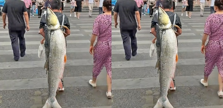 Con cá 79kg được trả 3,7 triệu đồng, người đàn ông 