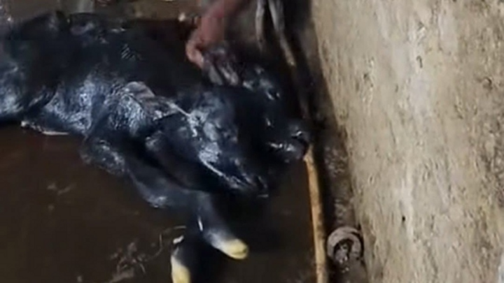 Clip: Cận cảnh trâu con có hai đầu gây xôn xao, dân làng thi nhau kéo tới xem