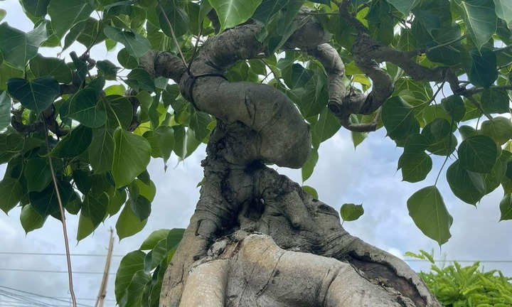 Loại cây trồng nhiều ở chùa nay thành bonsai độc đáo, có cây giá 2 tỷ đồng