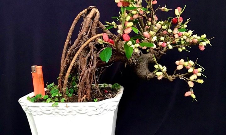 Loại cây ăn quả mọc dại ở quê nay lên chậu thành bonsai độc đáo, có cây giá vài chục triệu đồng