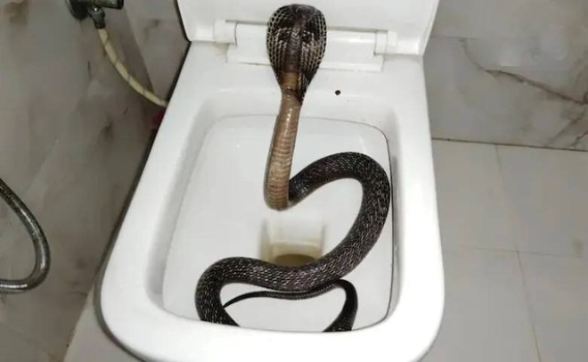Clip: Hãi hùng phát hiện rắn hổ mang 
