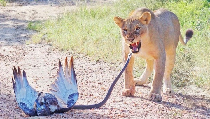 Đại bàng quyết đấu rắn mamba đen, sư tử bất ngờ chen ngang với cái kết khó tin