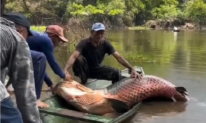 Clip: Cận cảnh ngư dân bắt được “quái vật nước ngọt” khổng lồ nặng 150kg trên sông